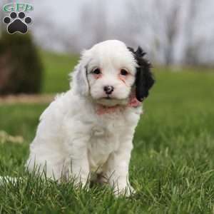 Molly, Cavapoo Puppy